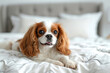 © Maksim - Cute puppy cavalier king spaniel lying on bed in room. Small ginger dog on white blanket looking at camera.
