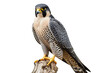 Peregrine Falcon on Transparent Background