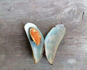 Canvas Print - Fresh raw mussels clams seafood