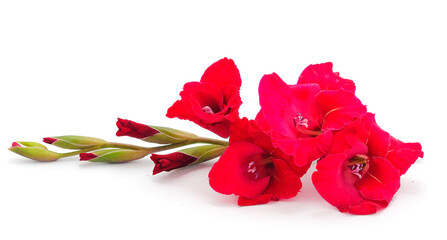 Wall Mural - Beautiful red gladiolus flower. Blank of congratulatory card.