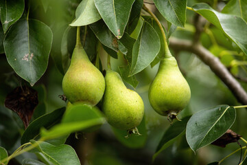 Wall Mural - Ripe pears on a branch in summer.