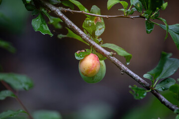 Wall Mural - A ripe apple on a branch in summer.