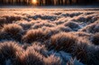 Hoar frost covered grass at dawn in the woods