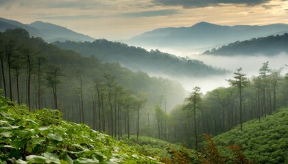 Canvas Print - misty forest