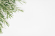 Rosemary branches on a white background top view
