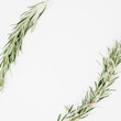 White background with rosemary in the form of a frame