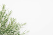 Rosemary light background. Sprigs of rosemary top view