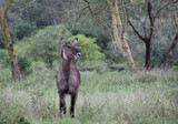 Fototapeta Sawanna - Afrykańska antylopa Kob śniady w Parku Narodowym Lake Nakuru Kenia