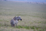 Fototapeta  - Stado zebra na afrykańskiej sawannie
