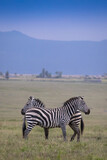 Fototapeta  - Stado zebra na afrykańskiej sawannie