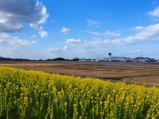 さぬきこどもの国東ウイングの菜の花畑【香川県高松市】2