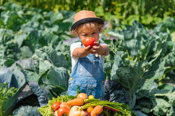 Wall Mural - A child harvests vegetables in the garden. Selective focus.