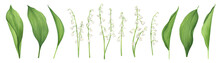 Lilies Of The Valley Flowers, Buds, Leaves. Watercolor Hand Drawn Botanical Elements Clipart On White Background