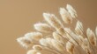 © ORG - Dried fluffy rabbit tail grass on a beige background