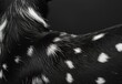 Close-up of the texture of the animal's black and white spotted fur, conveying intricate patterns and softness, Dalmatian