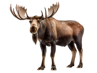 Wall Mural - moose, isolated on a transparent or white background