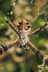 Wall Mural - A Spider in its web (Argiope argentata)