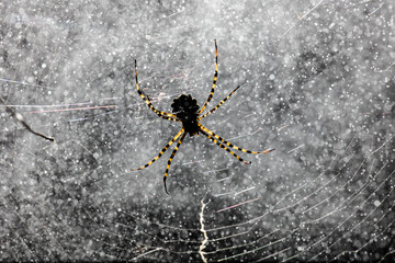 Tiger spider in its web with dewdrops