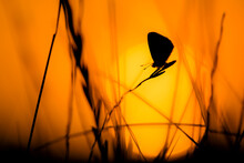 Sunset Silhouette Of A Lycaenidae Butterfly