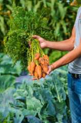 Wall Mural - A farmer harvests carrots and beets in the garden. Selective focus.