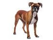 Boxer Dog, isolated on a transparent or white background