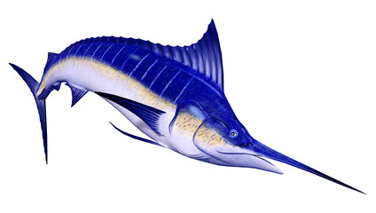 Wall Mural - 3D Rendering Marlin Fish on White