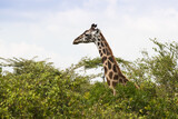 Fototapeta Sawanna - Rodzina żyraf  w Parku Narodowym Amboseli pośród drzew akacji