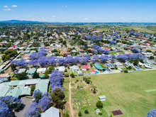 Residential Street Lined With Purple Jacaranda Trees In Spring In Country Town In NSW Australia