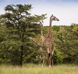 Fototapeta Sawanna - Rodzina żyraf  w Parku Narodowym Amboseli pośród drzew akacji
