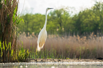 Wall Mural - Great egret (Ardea alba)