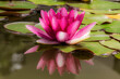 a beautiful pink water lily in the pond and its reflection in the water
