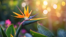 A Sunlit Scene Of A Bird Of Paradise Flower. 