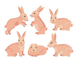 Fototapeta Dinusie - Set of cute Easter bunnies in different poses. Animal illustration, vector