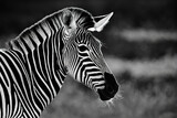 Fototapeta Konie - Black and white portrait of zebra head closeup