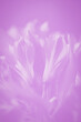 Alstroemeria flowers soft violet lavender color floral background
