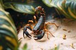 A solitary scorpion scuttles over the barren desert floor, its arachnid form blending in with the surrounding leaves and plants