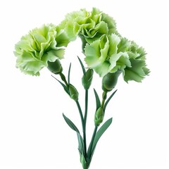 Green Carnation flowers isolated on white background. Floral object, clipping path. Delicate carnation head flower, composition for advertising and packaging design.  depth of field, Generative AI