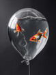 Two goldfish swimming inside of plastic balloon filled with water. Dark grey background.