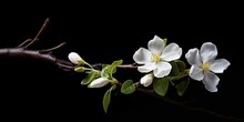 A Branch With White Flowers On A Black Background. Can Be Used As A Minimalist And Elegant Decoration Or For Floral-themed Designs