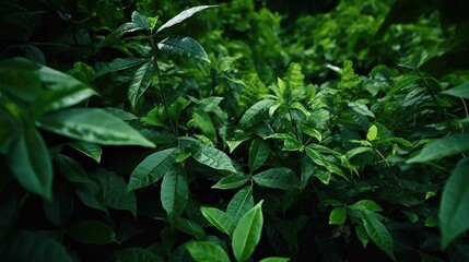 Poster - A close-up view of a bunch of vibrant green plants. This image can be used to depict nature, gardening, or the beauty of plant life