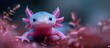 A banner with axolotl, resting on pebbles in an underwater environment. The axolotl has pink gills, a white body, and blue eyes.