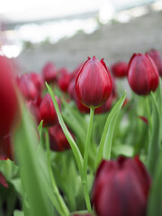 Wall Mural - Close up Red tulip in the garden