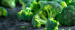 Macro photo of green fresh vegetable broccoli.