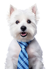 Wall Mural - Funny dog in a tie on a transparent background.