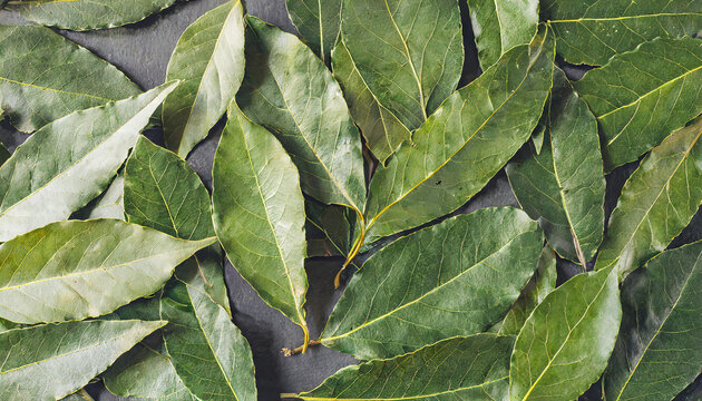 Laurel leaves, laurel branches, copyspace on a side