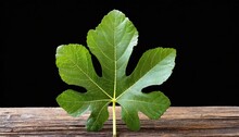 Fresh Organic Fig Vine Leaf Branch On Transparent Background Fig Leaves Png