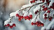 hawthorn branches with ripe fruits covered with a thick layer of freshly fallen snow