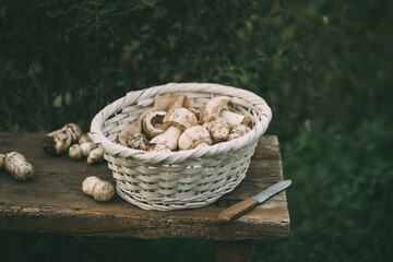 Wall Mural - Raw champignons. Freshly picked forest mushrooms in a white wicker basket on an old table, selective focus.