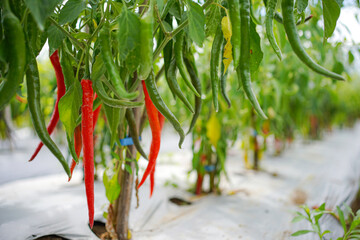 Large red chilies that are still growing on the plant