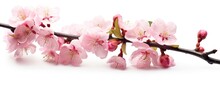 Pink Cherry Blossoms Isolated On White Background